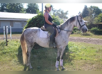 German Sport Horse, Gelding, 5 years, 16 hh, Gray
