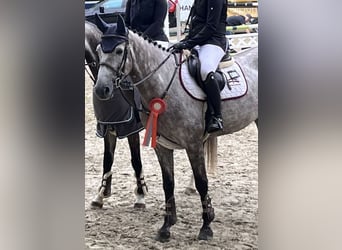 German Sport Horse, Gelding, 5 years, 16 hh, Grey-Dapple