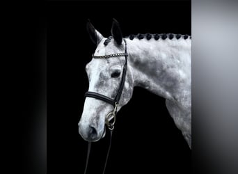German Sport Horse, Gelding, 5 years, 16 hh, Grey-Dapple