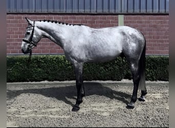 German Sport Horse, Gelding, 5 years, 16 hh, Grey-Dapple