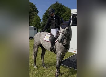 German Sport Horse, Gelding, 5 years, 16 hh, Grey-Dapple