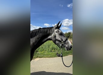 German Sport Horse, Gelding, 5 years, 16 hh, Grey