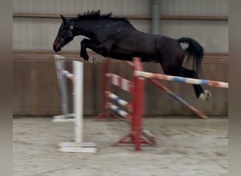German Sport Horse, Gelding, 5 years, 16 hh, Smoky-Black