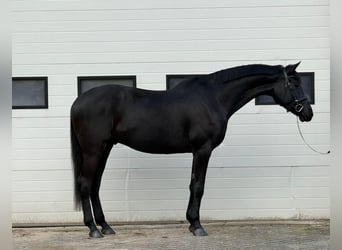 German Sport Horse, Gelding, 5 years, 16,1 hh, Bay-Dark