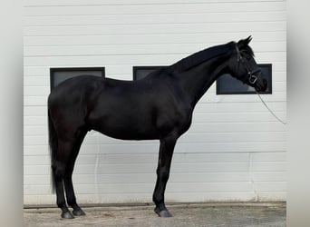 German Sport Horse, Gelding, 5 years, 16,1 hh, Bay-Dark