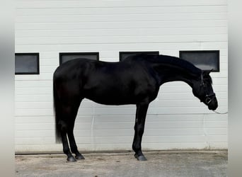 German Sport Horse, Gelding, 5 years, 16,1 hh, Bay-Dark