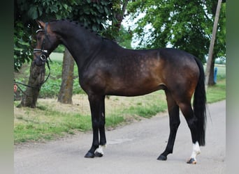 German Sport Horse, Gelding, 5 years, 16,1 hh, Bay-Dark