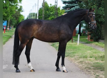 German Sport Horse, Gelding, 5 years, 16,1 hh, Bay-Dark