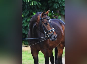 German Sport Horse, Gelding, 5 years, 16,1 hh, Bay-Dark
