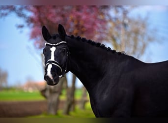 German Sport Horse, Gelding, 5 years, 16,1 hh, Black