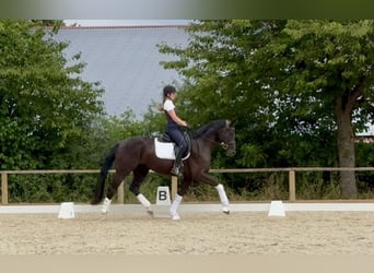 German Sport Horse, Gelding, 5 years, 16,1 hh, Black