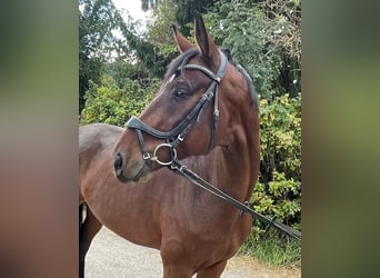 German Sport Horse, Gelding, 5 years, 16,1 hh, Brown