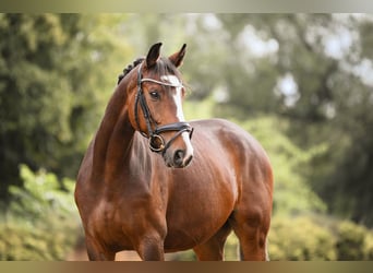 German Sport Horse, Gelding, 5 years, 16,1 hh, Brown