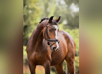 German Sport Horse, Gelding, 5 years, 16,1 hh, Brown