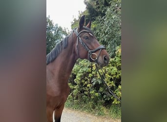 German Sport Horse, Gelding, 5 years, 16,1 hh, Brown
