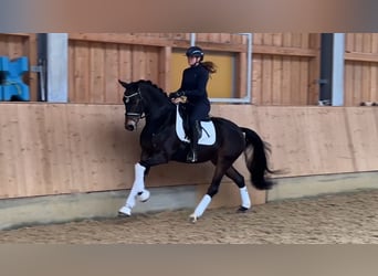 German Sport Horse, Gelding, 5 years, 16,1 hh, Brown