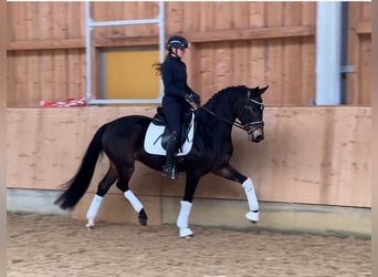 German Sport Horse, Gelding, 5 years, 16,1 hh, Brown