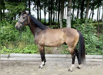 German Sport Horse, Gelding, 5 years, 16,1 hh, Brown