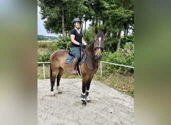 German Sport Horse, Gelding, 5 years, 16,1 hh, Brown