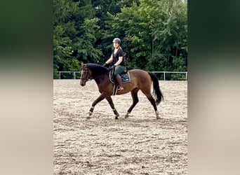 German Sport Horse, Gelding, 5 years, 16,1 hh, Brown