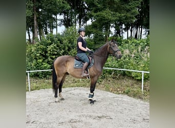 German Sport Horse, Gelding, 5 years, 16,1 hh, Brown