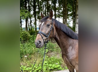German Sport Horse, Gelding, 5 years, 16,1 hh, Brown