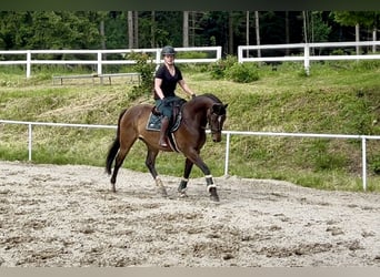 German Sport Horse, Gelding, 5 years, 16,1 hh, Brown