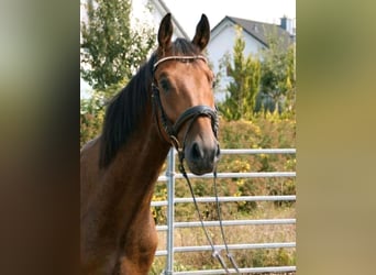 German Sport Horse, Gelding, 5 years, 16,1 hh, Brown