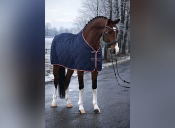 German Sport Horse, Gelding, 5 years, 16,1 hh, Brown