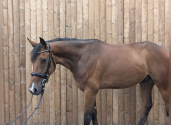 German Sport Horse, Gelding, 5 years, 16,1 hh, Brown