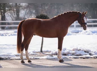 German Sport Horse, Gelding, 5 years, 16,1 hh, Chestnut-Red