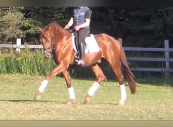 German Sport Horse, Gelding, 5 years, 16,1 hh, Chestnut-Red