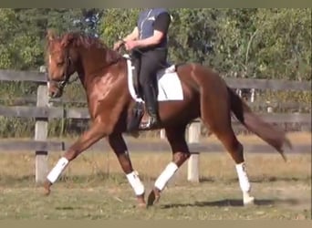 German Sport Horse, Gelding, 5 years, 16,1 hh, Chestnut-Red
