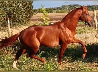 German Sport Horse, Gelding, 5 years, 16,1 hh, Chestnut-Red