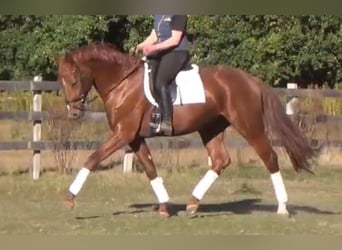 German Sport Horse, Gelding, 5 years, 16,1 hh, Chestnut-Red