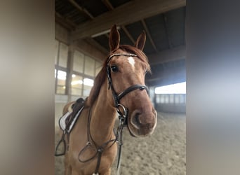 German Sport Horse, Gelding, 5 years, 16,1 hh, Chestnut-Red