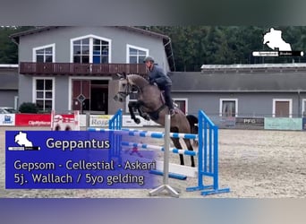 German Sport Horse, Gelding, 5 years, 16,1 hh, Grey