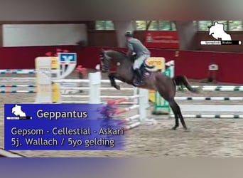 German Sport Horse, Gelding, 5 years, 16,1 hh, Grey