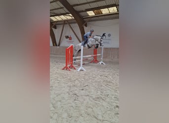 German Sport Horse, Gelding, 5 years, 16,1 hh, Grey