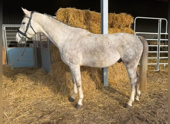 German Sport Horse, Gelding, 5 years, 16,1 hh, Grey
