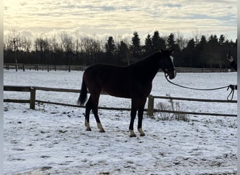 German Sport Horse, Gelding, 5 years, 16,2 hh, Bay-Dark