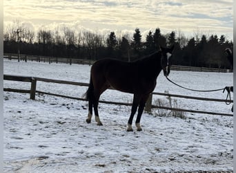 German Sport Horse, Gelding, 5 years, 16,2 hh, Bay-Dark