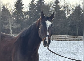 German Sport Horse, Gelding, 5 years, 16,2 hh, Bay-Dark