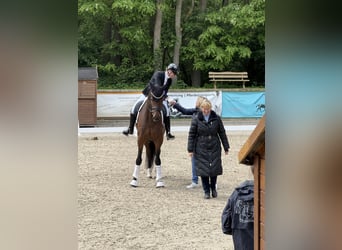 German Sport Horse, Gelding, 5 years, 16,2 hh, Brown
