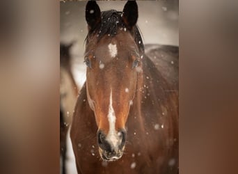 German Sport Horse, Gelding, 5 years, 16,2 hh, Brown