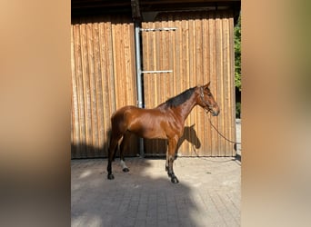 German Sport Horse, Gelding, 5 years, 16,2 hh, Brown