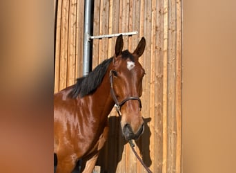 German Sport Horse, Gelding, 5 years, 16,2 hh, Brown