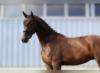 German Sport Horse, Gelding, 5 years, 16,2 hh, Chestnut