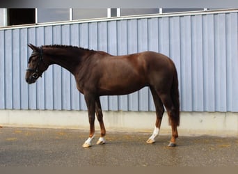 German Sport Horse, Gelding, 5 years, 16,2 hh, Chestnut