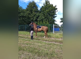 German Sport Horse, Gelding, 5 years, 16,2 hh, Chestnut-Red